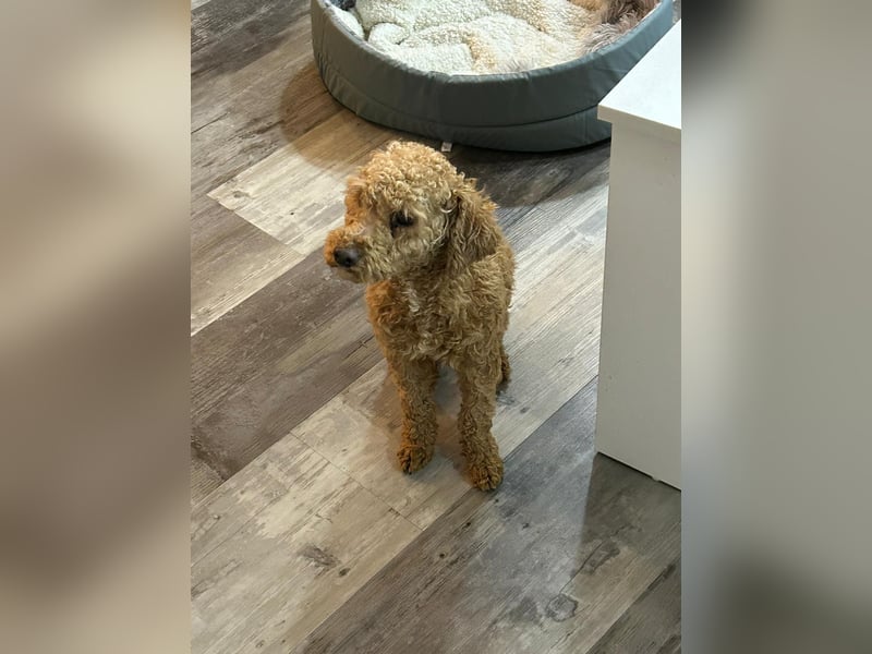 Toypudel Rüde Tilo sucht neues Zuhause