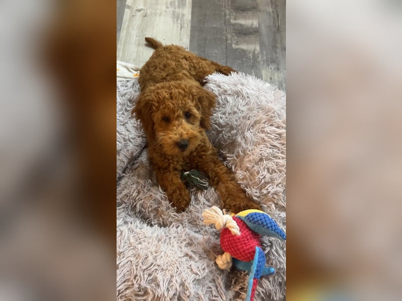 Pudel Rüde Toy-Zwerg