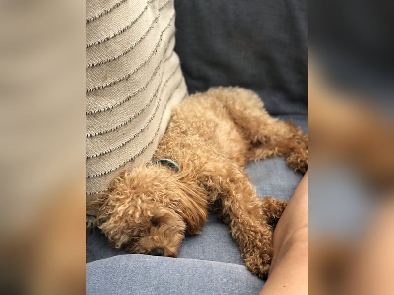 Toy Pudel 28 cm Red Aprico Zwergpudel Hündin liebt Katzen und Kinder