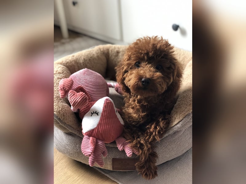 Toy Pudel Red Aprico Zwergpudel Hündin im seltenen Mahagoni rot