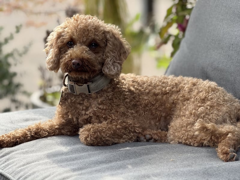 Toy Pudel 28 cm Red Aprico Zwergpudel Hündin liebt Katzen und Kinder