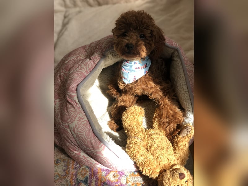 Toy Pudel Red Aprico Zwergpudel Hündin im seltenen Mahagoni rot