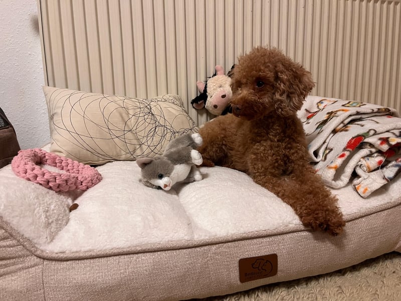 Toy Pudel 28 cm Red Aprico Zwergpudel Hündin liebt Katzen und Kinder