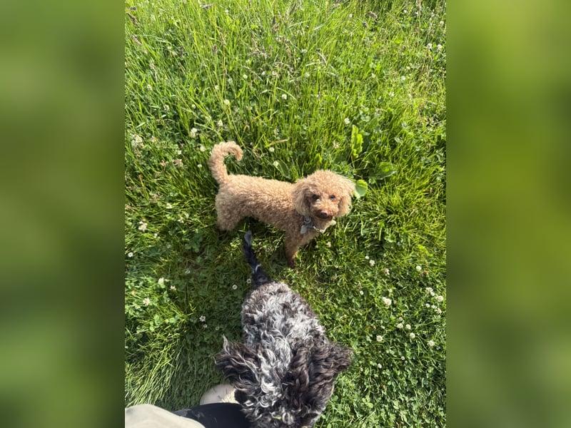 Toy Pudel 28 cm Red Aprico Zwergpudel Hündin liebt Katzen und Kinder