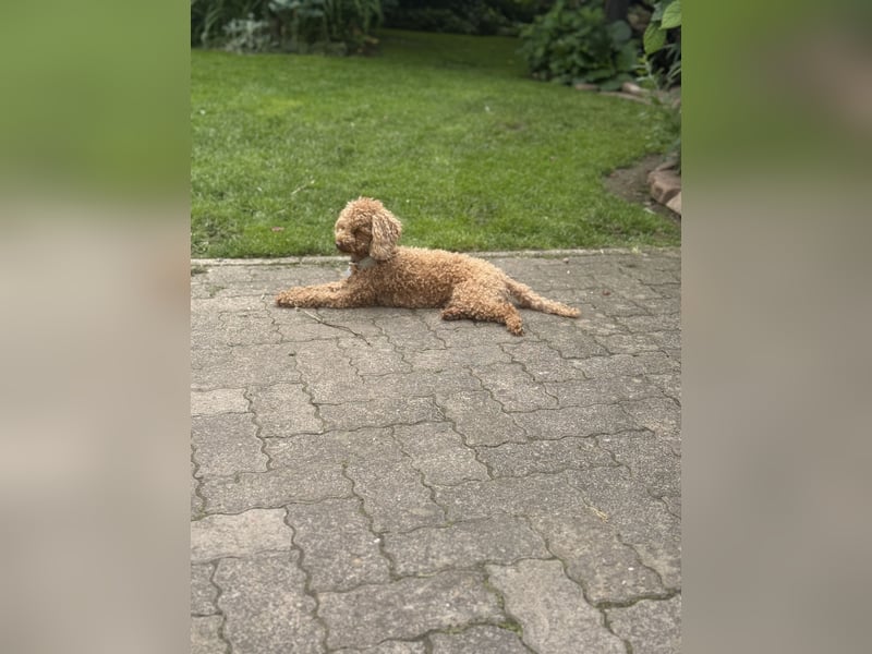 Toy Pudel 28 cm Red Aprico Zwergpudel Hündin liebt Katzen und Kinder