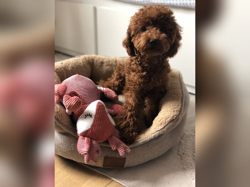 Toy Pudel Red Aprico Zwergpudel Hündin im seltenen Mahagoni rot