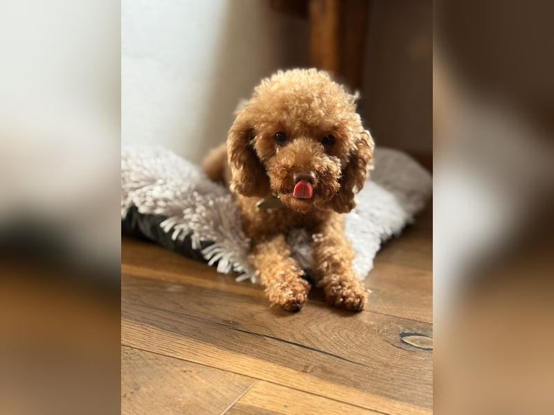 Toy Pudel 28 cm Red Aprico Zwergpudel Hündin liebt Katzen und Kinder