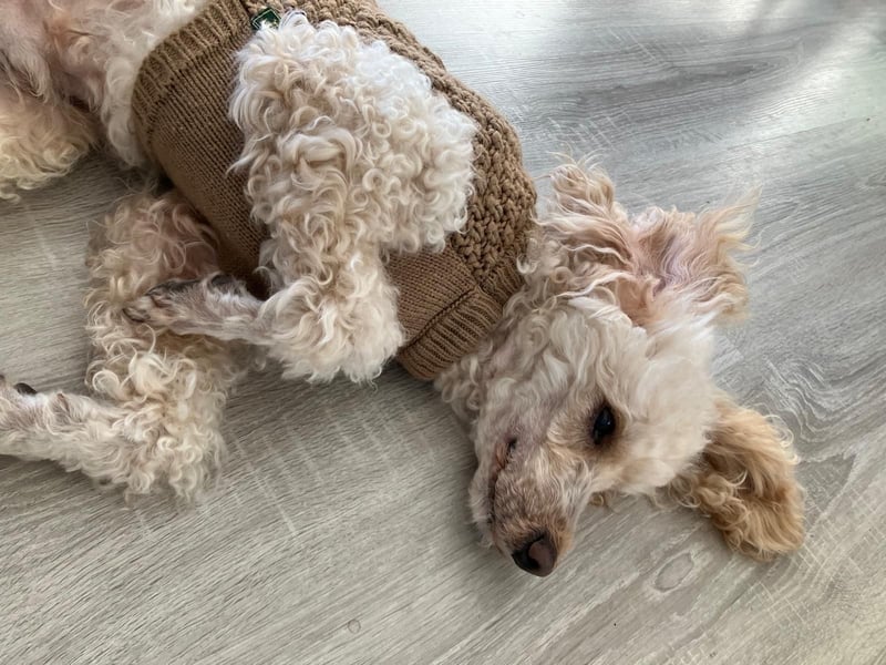 7 jähriger Kleinpudel in liebevolle Hände abzugeben