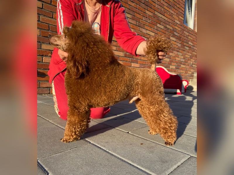 Pudel Rot männlich, 28 cm, FCI
