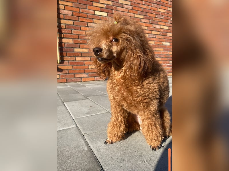 Pudel Rot männlich, 28 cm, FCI