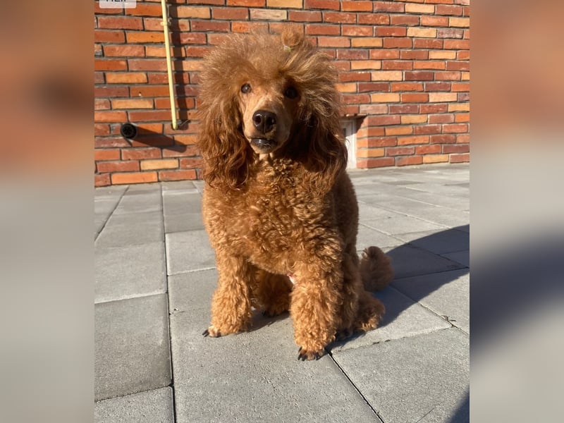 Pudel Rot männlich, 28 cm, FCI
