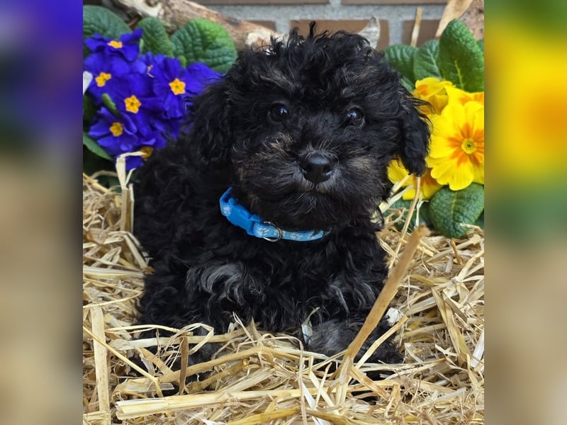 ERSTKLASSIGE PUDELWELPEN mit Ahnentafel aus TOP Verpaarung Abgabe bereit