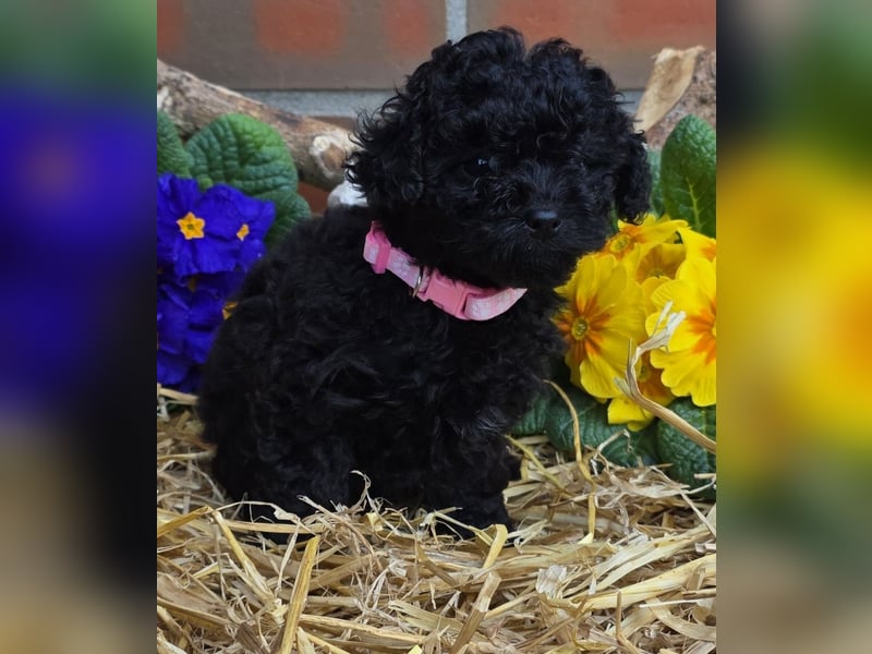 ERSTKLASSIGE PUDELWELPEN mit Ahnentafel aus TOP Verpaarung Abgabe bereit