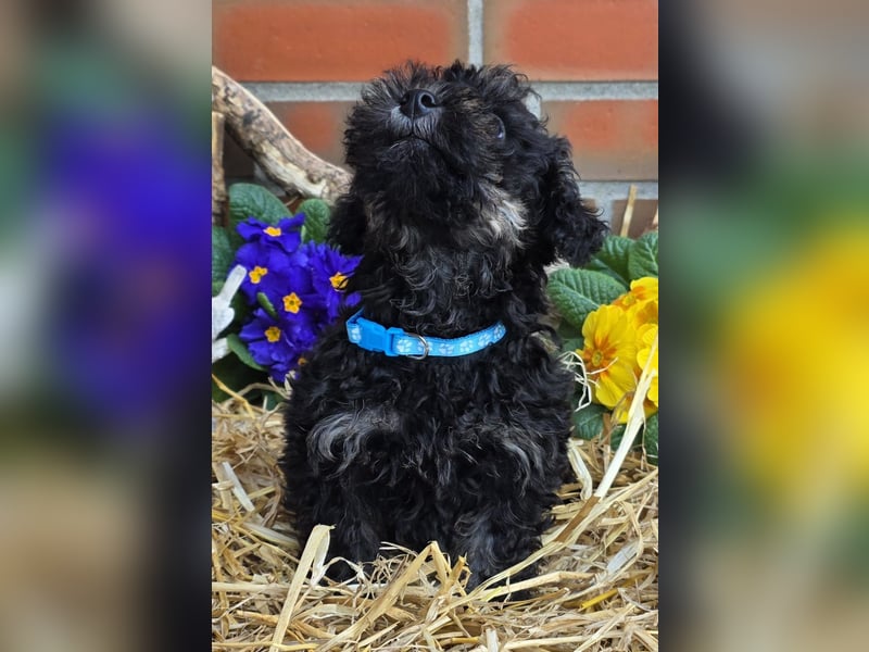 ERSTKLASSIGE PUDELWELPEN mit Ahnentafel aus TOP Verpaarung Abgabe bereit
