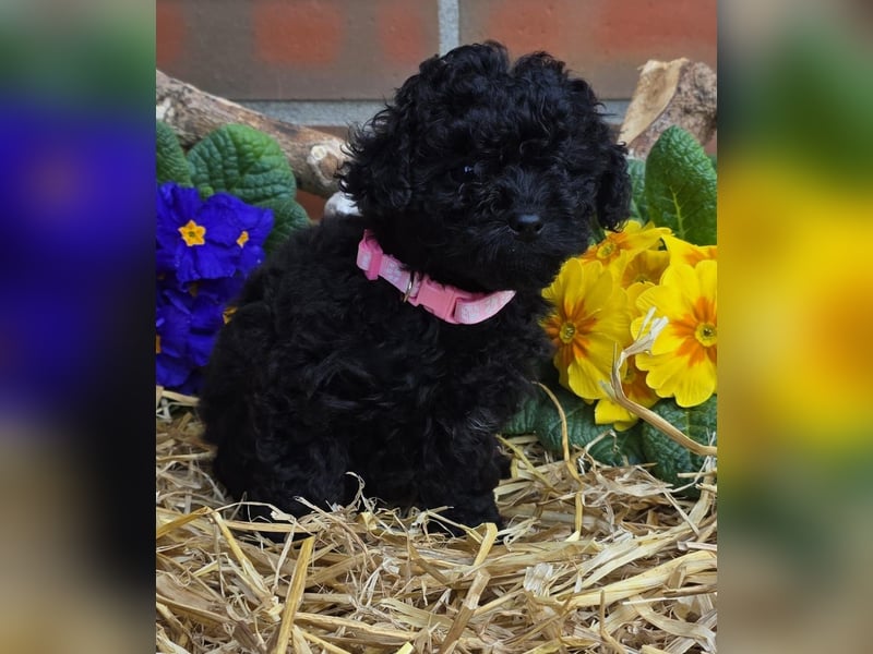 ERSTKLASSIGE PUDELWELPEN mit Ahnentafel aus TOP Verpaarung Abgabe bereit