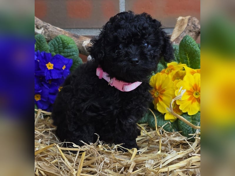 ERSTKLASSIGE PUDELWELPEN mit Ahnentafel aus TOP Verpaarung Abgabe bereit