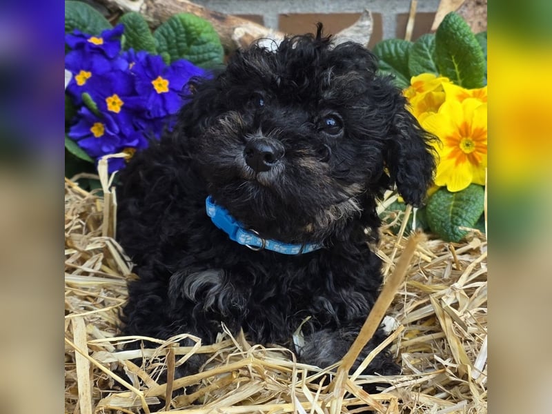 ERSTKLASSIGE PUDELWELPEN mit Ahnentafel aus TOP Verpaarung Abgabe bereit