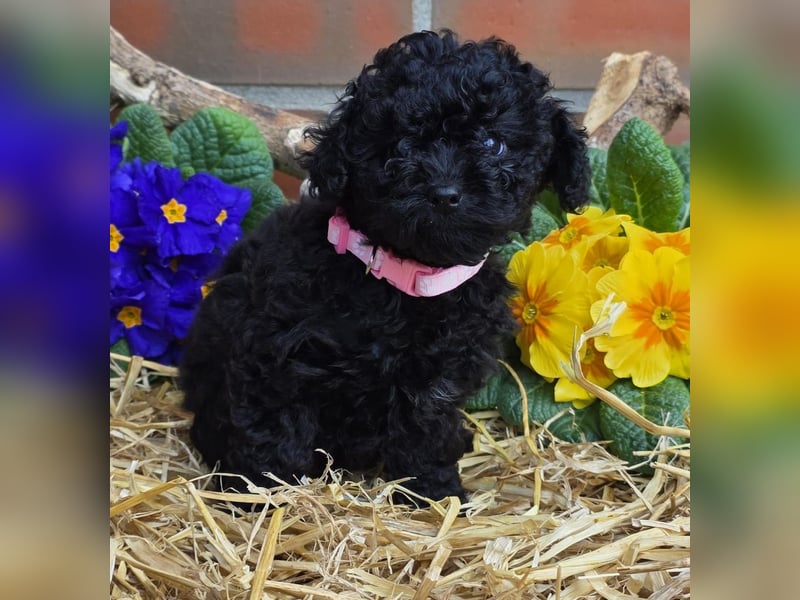 ERSTKLASSIGE PUDELWELPEN mit Ahnentafel aus TOP Verpaarung Abgabe bereit