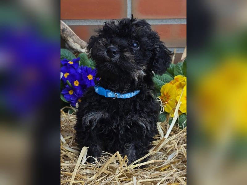 ERSTKLASSIGE PUDELWELPEN mit Ahnentafel aus TOP Verpaarung Abgabe bereit