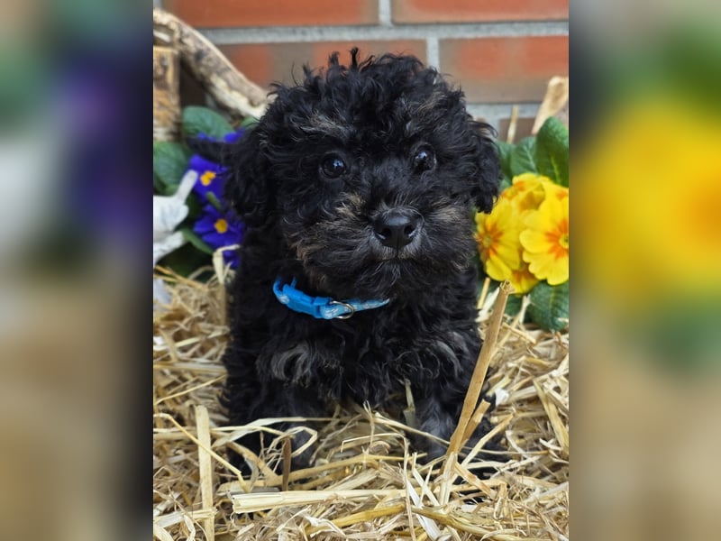 ERSTKLASSIGE PUDELWELPEN mit Ahnentafel aus TOP Verpaarung Abgabe bereit