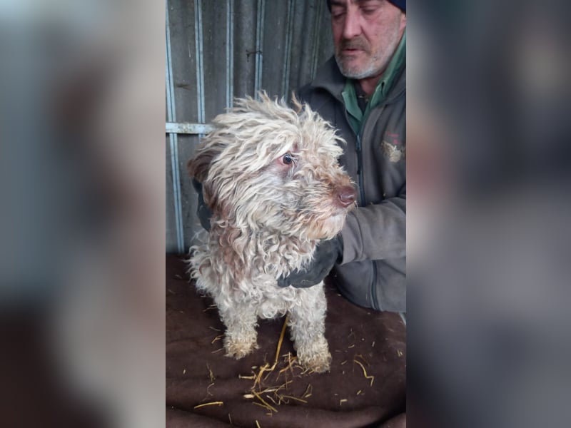 Baba-PP, kleiner Lockenkopf sucht sein Glück