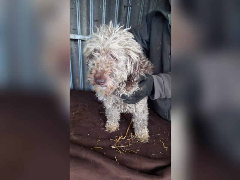 Baba-PP, kleiner Lockenkopf sucht sein Glück