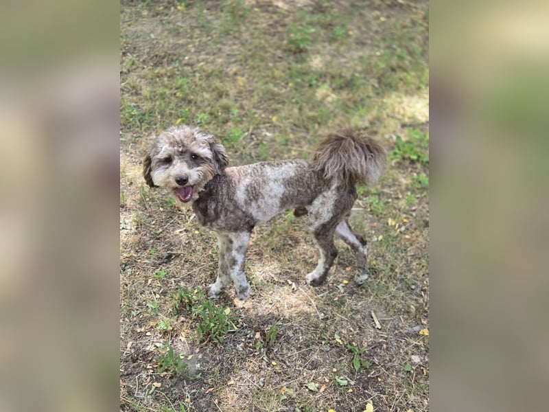 Vacak PP – kleiner Kämpfer mit großem Herzen sucht Liebe!