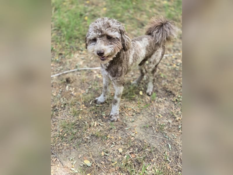 Vacak PP – kleiner Kämpfer mit großem Herzen sucht Liebe!