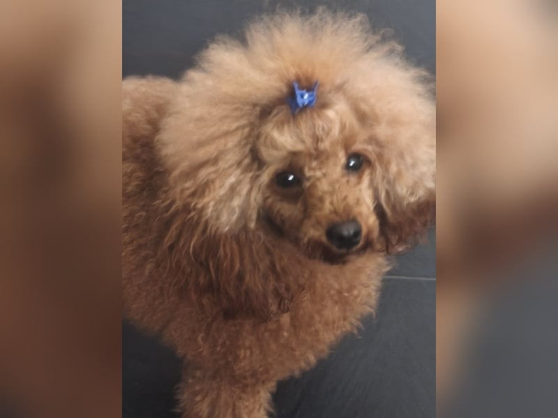 Magnifique Dekrude -Zwergpudel