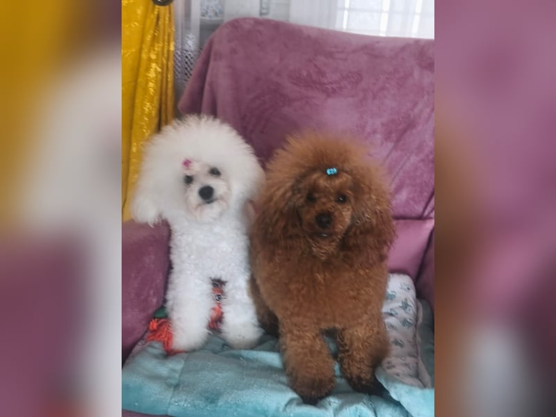 Magnifique Dekrude -Zwergpudel