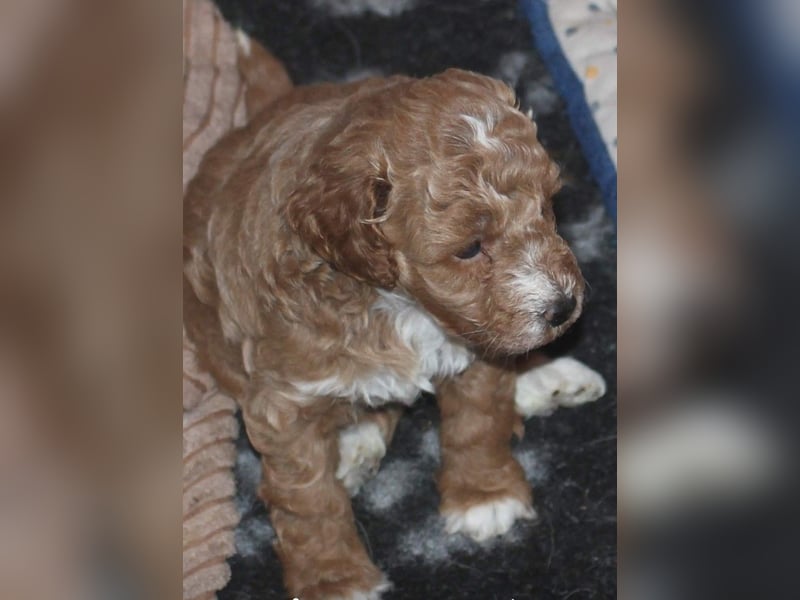 Toy und Zwergpudel Babys aus deutscher geprüfter Zucht