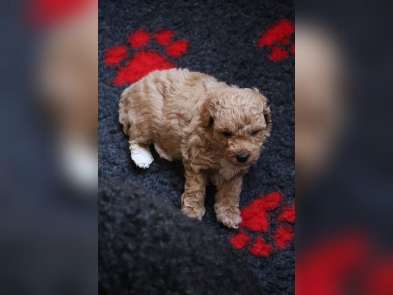 Toy und Zwergpudel Babys aus deutscher geprüfter Zucht