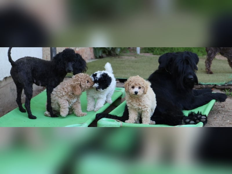 Toy und Zwergpudel Babys aus deutscher geprüfter Zucht