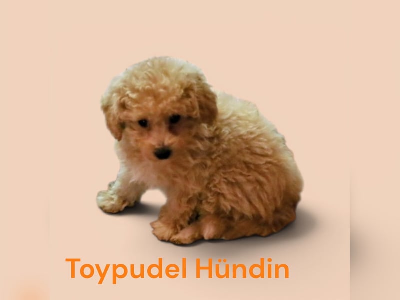 Toy und Zwergpudel Babys aus deutscher geprüfter Zucht