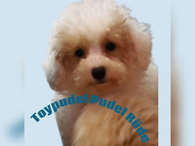 Toy und Zwergpudel Babys aus deutscher geprüfter Zucht
