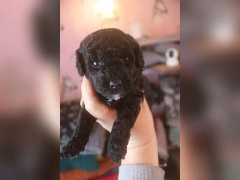 Toy und Zwergpudel Babys aus deutscher geprüfter Zucht