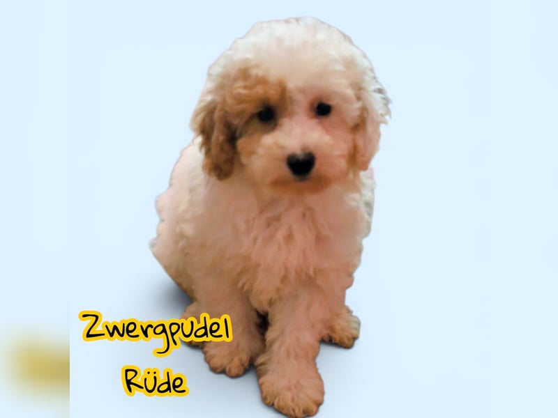 Toy und Zwergpudel Babys aus deutscher geprüfter Zucht
