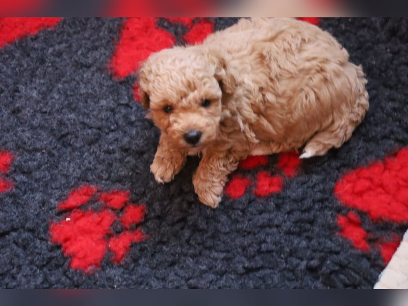 Toy und Zwergpudel Babys aus deutscher geprüfter Zucht