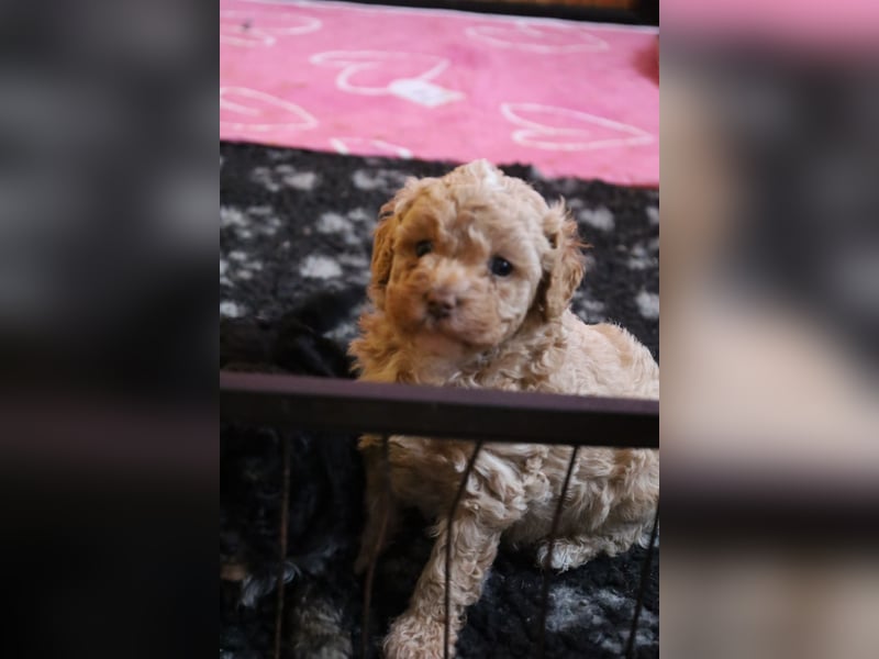 Toy und Zwergpudel Babys aus deutscher geprüfter Zucht