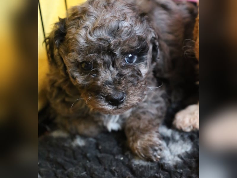 Toy und Zwergpudel Babys aus deutscher geprüfter Zucht