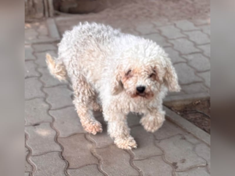 Lili, offene, freundliche Pudel Hündin geb. 10/2019