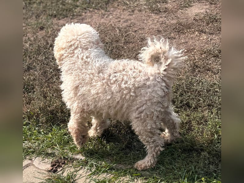 Lili, offene, freundliche Pudel Hündin geb. 10/2019