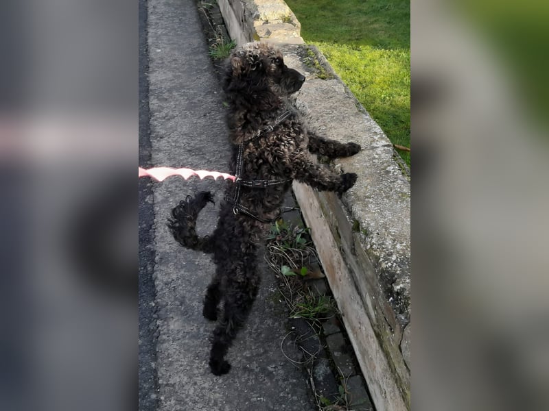 Paca, (liebevoll Pia genannt ) süßes Pudelmädchen geb. 2025