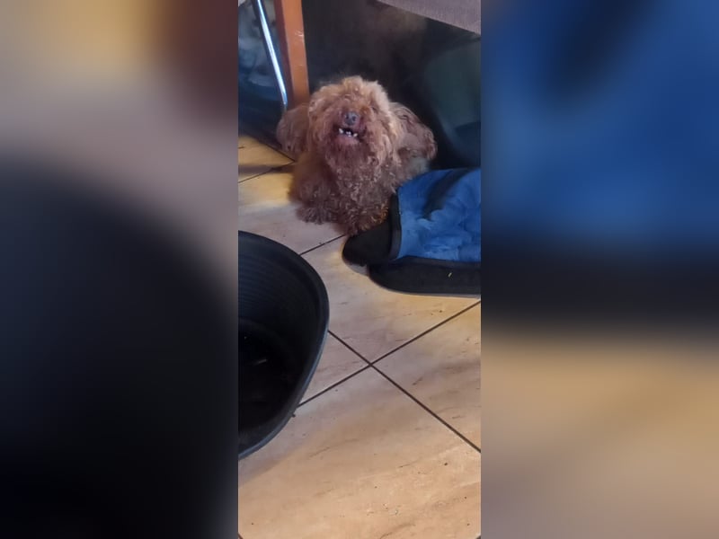 Imi, schüchterner Pudeljunge geb. 2018