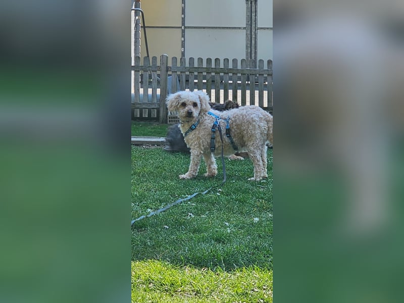 Eta, kleine Pudel Dame geb. 2017