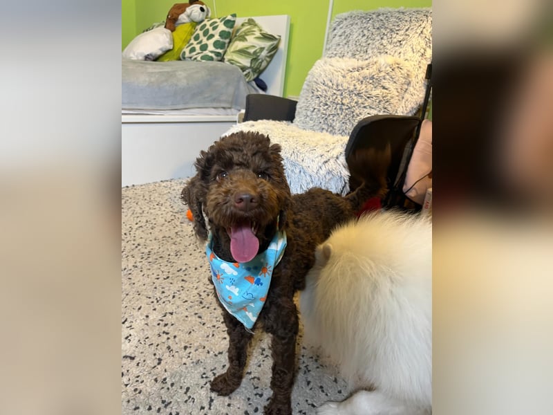 Balu, gut gelaunter Pudelrüde geb. 2024