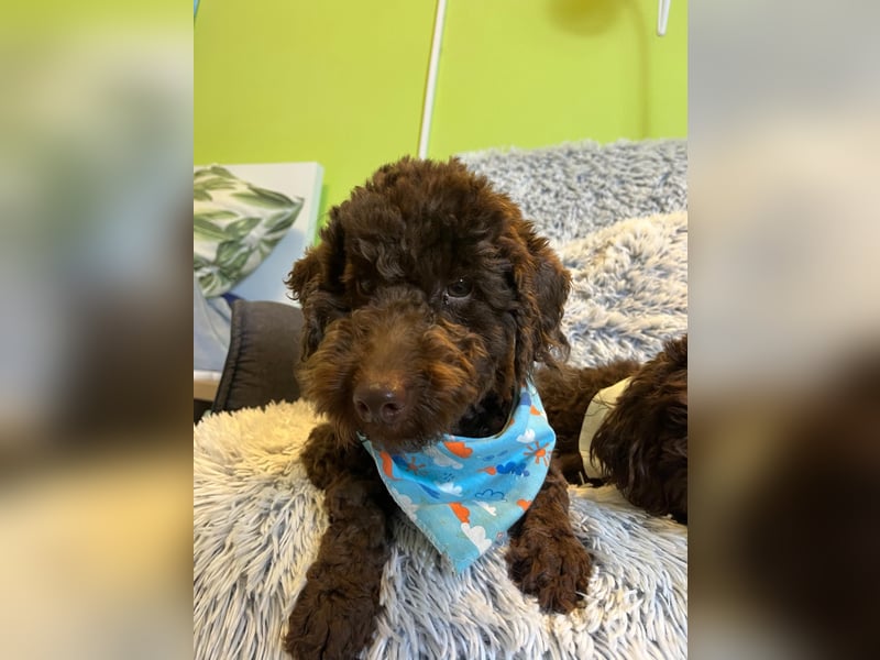 Balu, gut gelaunter Pudelrüde geb. 2024