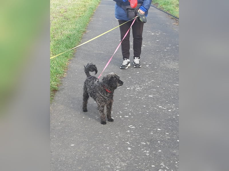 Paca, (liebevoll Pia genannt ) süßes Pudelmädchen geb. 2025