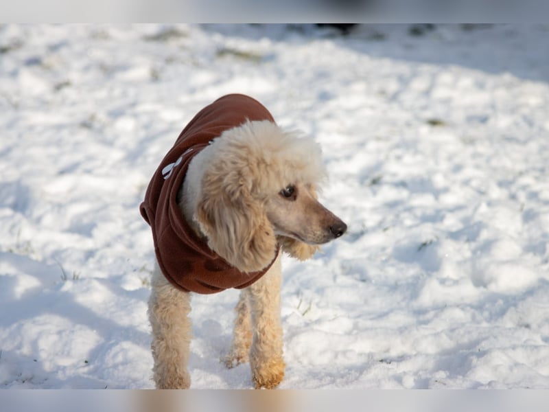 Gizi, liebes Pudelmädchen geb. 2018