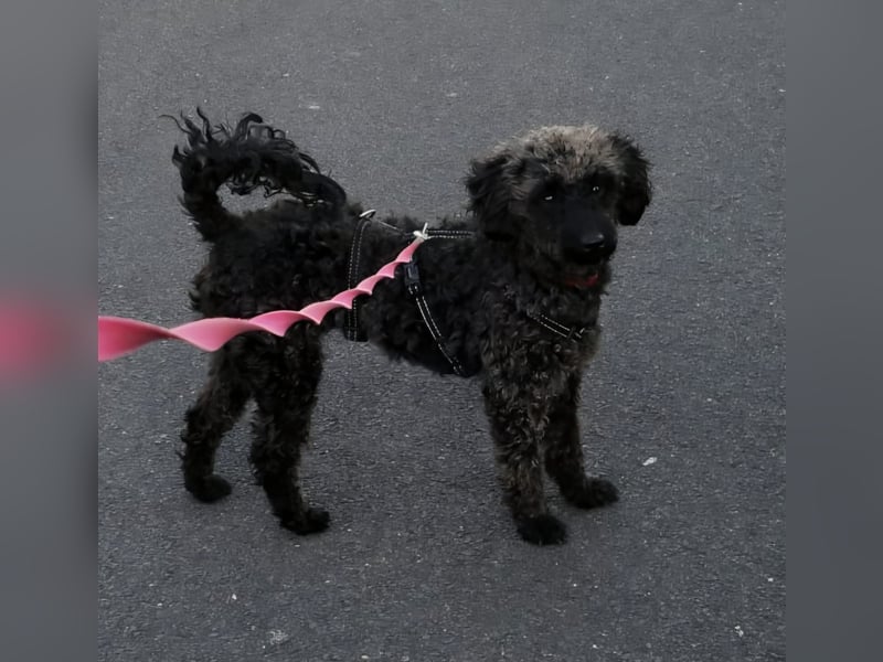 Paca, (liebevoll Pia genannt ) süßes Pudelmädchen geb. 2025